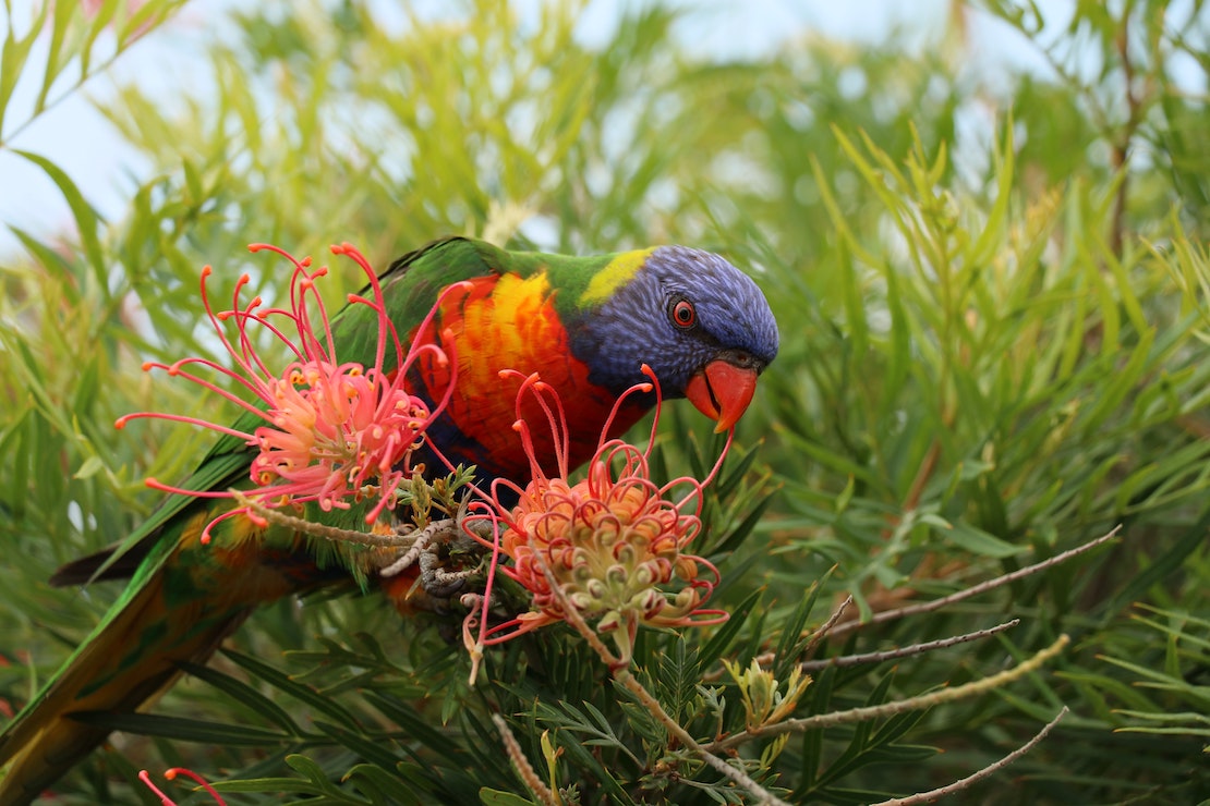 Rainbow lorikeet on a grevillea flower (credit: Nelson Tavares, Unsplash)