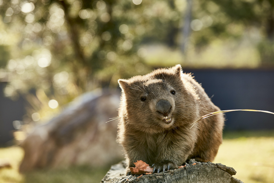 Wombats like sweet potatoes (credit: Destination NSW)