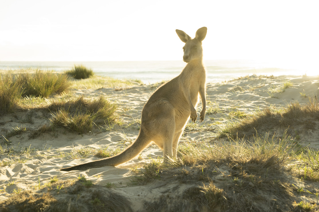 Yes, they go on the beach (credit: Destination NSW)